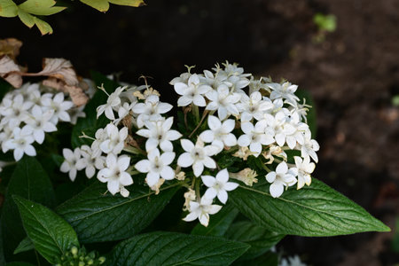Hydrangea macrophylla, white flowers in the garden.の写真素材