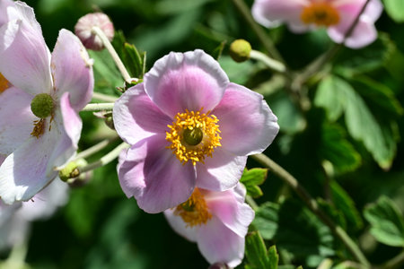 Japanese anemone (Anemone hirta) flowersの写真素材