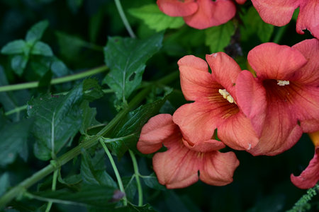 Beautiful orange flowers in the garden, close-up view.の写真素材