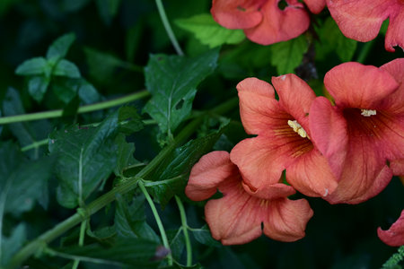 Red flower of trumpet vine, Campsis stans, in gardenの写真素材