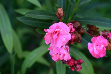 Pink oleander flowers blooming in the garden, selective focus