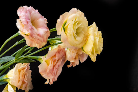 Bouquet of eustoma flowers on a black background.の写真素材