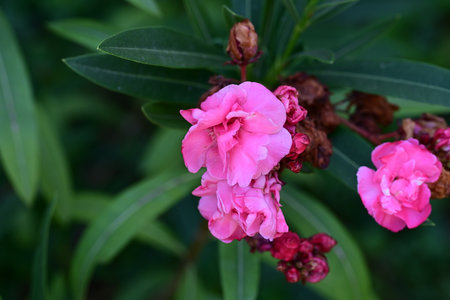Pink oleander flowers blooming in the garden. Selective focus.