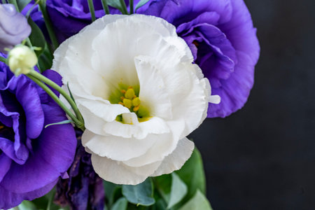 Bouquet of white and purple flowers on black backgroundの写真素材