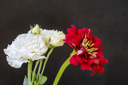 Bouquet of white and red zinnia on black background