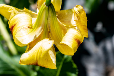Lilium lancifolium)