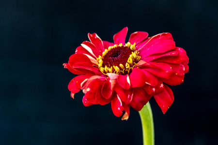 Red Zinnia flower on black background, Thailand. (Scientific name Zinnia violacea Cav.)
