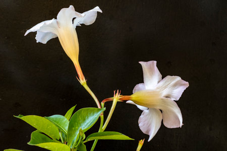 Beautiful white flower on black background, close-up, macroの写真素材