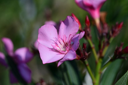 Pink oleander flowers blooming in the garden. Close up.