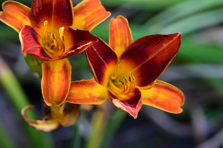 Close up of a red daylily (Hemerocallis fulva)の写真素材