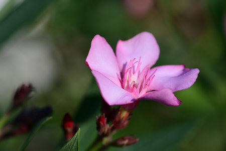 pink oleander flower in the garden, close up shot