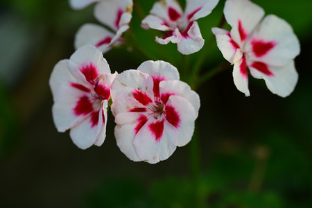 White geranium flowers with red and white petals in the garden