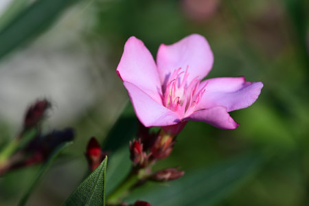 Pink oleander flower blooming in the garden, Thailand.