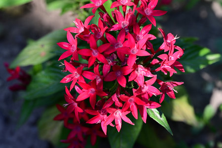 Ixora coccinea is a species of flowering plant in the Rubiaceae family.