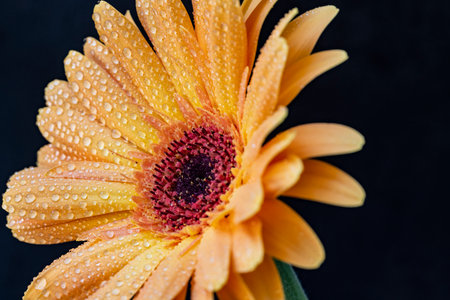 Orange gerbera flower with water droplets on black background.