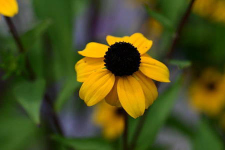 Yellow rudbeckia flower on a blurred background. Close-up.