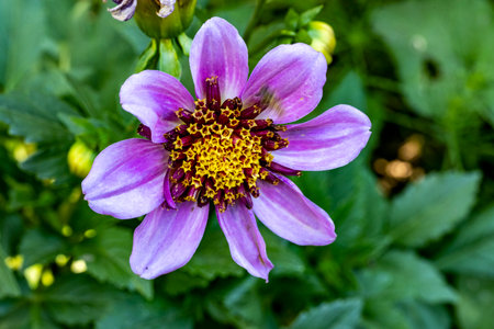 Beautiful purple dahlia flower in the garden, Thailand.