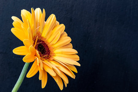 Yellow gerbera flower on black background with copy space for text