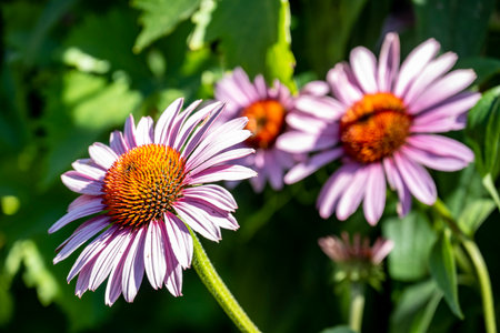 Echinacea purpurea is a genus of flowering plants in the sunflower family.