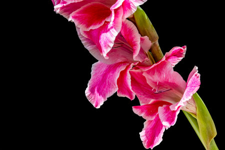 Beautiful pink gladiolus flower isolated on black background close upの写真素材