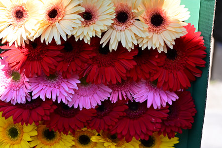 Colorful gerbera flowers in a flower shop, close upの写真素材