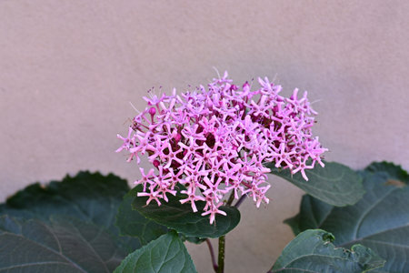 Close up of pink flowers of a Hydrangea macrophylla
