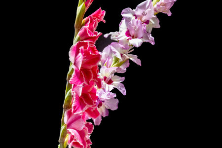 Beautiful gladiolus flowers on black background, close-upの写真素材