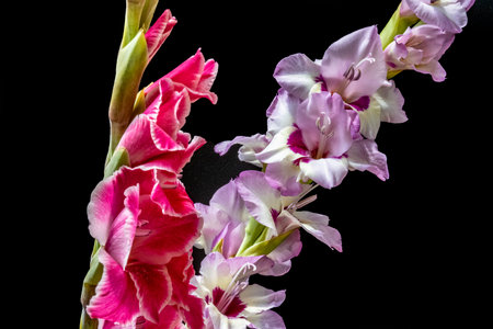 gladiolus on a black background close-up macro photoの写真素材