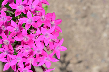 Beautiful pink flowers in the garden, close-up view.