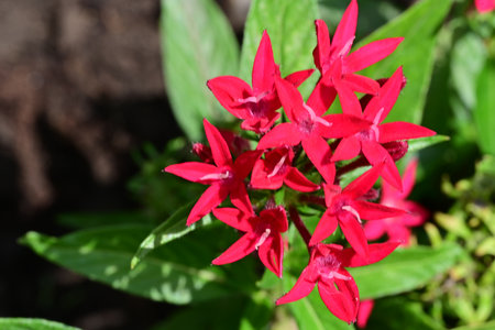Red Ixora coccinea flower in the garden on green backgroundの写真素材
