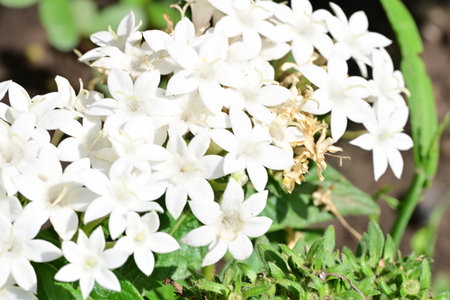 White Jasmine flowers blooming in the garden on a sunny day.