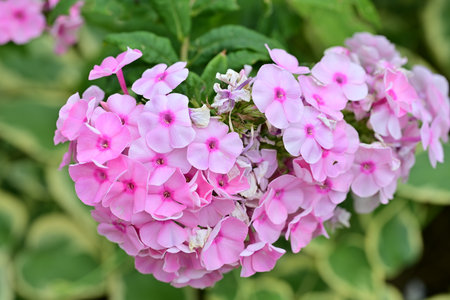 Beautiful pink flowers in garden, stock photo