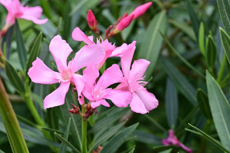 Pink oleander flowers blooming in the garden, stock photo