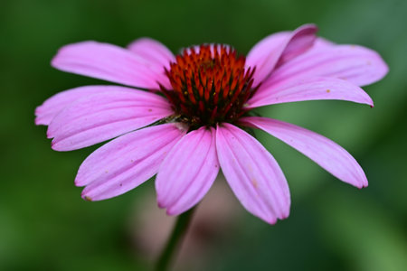 Echinacea purpurea, commonly known as coneflowerの写真素材