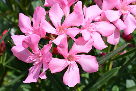 Pink oleander flowers in the garden on a sunny summer dayの写真素材