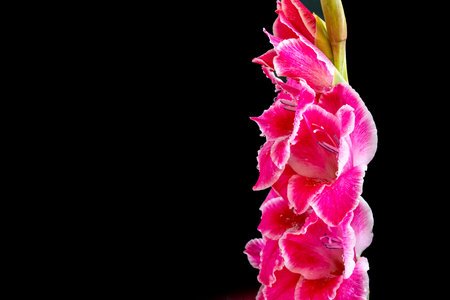 Beautiful pink flower on black background, close upの写真素材