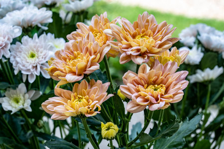 Chrysanthemum is a genus of flowering plants in the family Asteraceae.