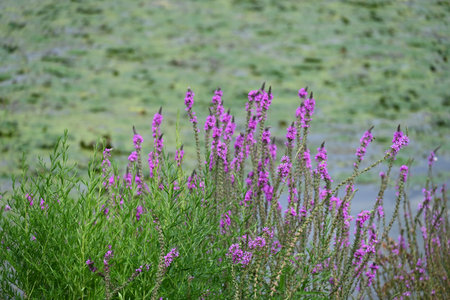 Purple flowers on the shore of a lake