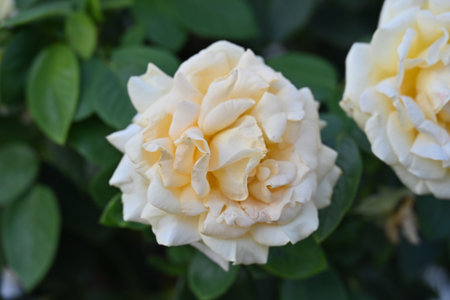 Beautiful white rose in the garden, closeup of photo.の写真素材