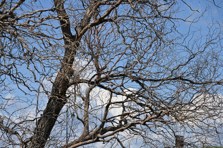 Dry branches of a tree against a blue sky with clouds.