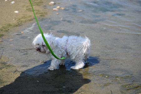 Cute Maltese puppy playing with a green leash in the waterの写真素材