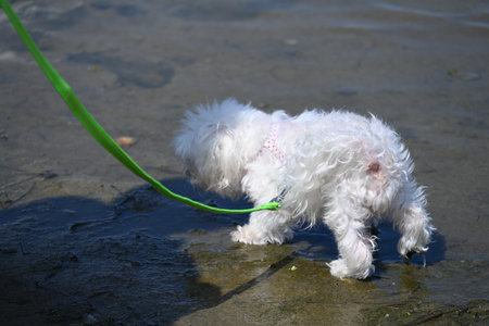 White Maltese dog playing in the water with a green leash.