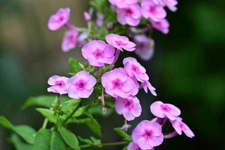 Phlox paniculata, commonly known as phlox paniculata