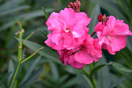 pink oleander flowers in the garden, closeup of photo