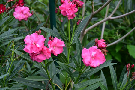 Pink oleander flowers blooming in the garden on a summer day