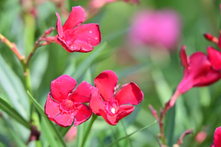 Red oleander flowers blooming in the garden in spring.