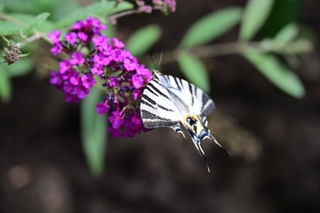 Butterfly sucking nectar from a purple butterfly bush flower.