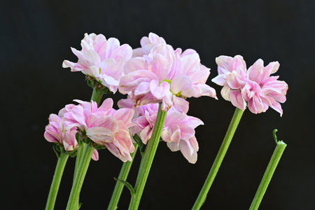 Pink flowers isolated on black background, close up