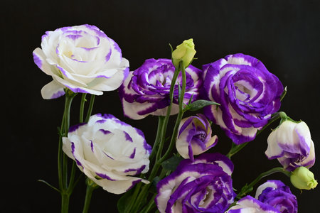 purple and white flowers bouquet on black background