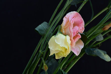 Bouquet of pink and yellow freesia flowers on black backgroundの写真素材